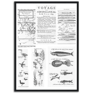 A Voyage to New Holland in the Year 1699 by William Dampier - framed print - ready to hang